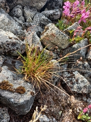 Luzula arcuata unalaschcensis