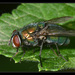 Streakless Greenbottle Fly - Photo (c) Christophe Quintin, some rights reserved (CC BY-NC)