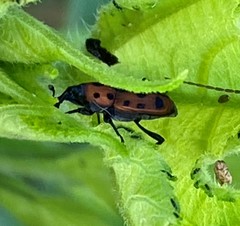 Rhodobaenus quinquepunctatus