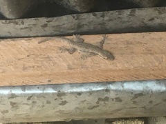 Hemidactylus platyurus