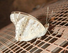 Junonia orithya albicincta