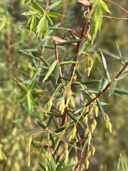 Styphelia setigera