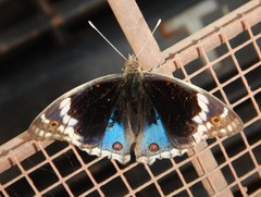 Junonia orithya albicincta
