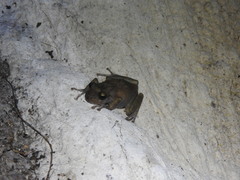 Craugastor yucatanensis