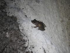 Craugastor yucatanensis