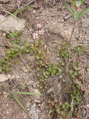 Micranthes nudicaulis