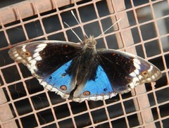 Junonia orithya albicincta