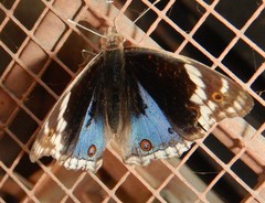 Junonia orithya albicincta