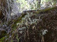 Potentilla candicans
