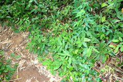 Chamaecostus lanceolatus