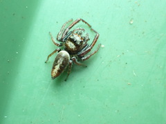 Opisthoncus nigrofemoratus