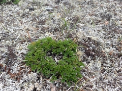Pulsatilla magadanensis
