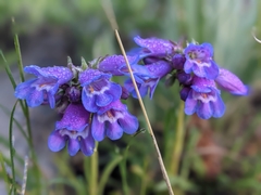 Penstemon hallii