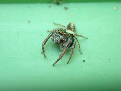 Opisthoncus nigrofemoratus