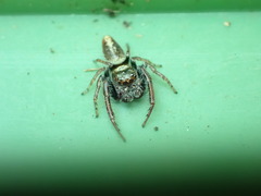 Opisthoncus nigrofemoratus