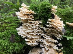 Trametes membranacea