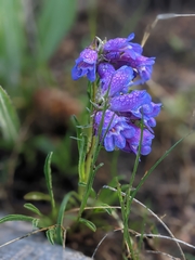 Penstemon hallii