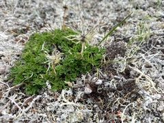 Pulsatilla magadanensis