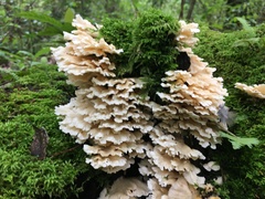 Trametes membranacea