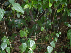 Erythropalum scandens