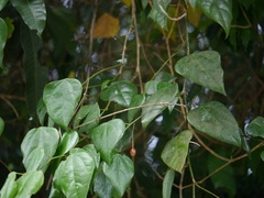 Erythropalum scandens