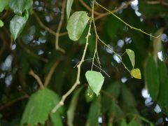 Erythropalum scandens