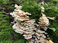 Trametes membranacea