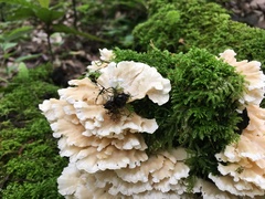 Trametes membranacea