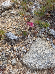 Dicentra peregrina