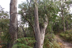 Eucalyptus falciformis
