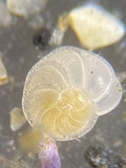 Gavelinopsis praegeri