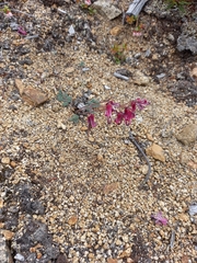 Dicentra peregrina