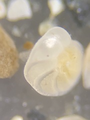 Gavelinopsis praegeri