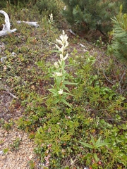 Koenigia tripterocarpa
