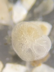 Gavelinopsis praegeri
