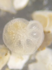 Gavelinopsis praegeri