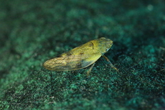 Omalophora pectoralis