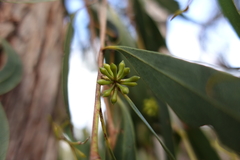 Eucalyptus falciformis