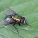 Marsh Greenbottle Fly - Photo (c) AfroBrazilian, some rights reserved (CC BY-SA)
