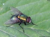 Marsh Greenbottle Fly - Photo (c) AfroBrazilian, some rights reserved (CC BY-SA)