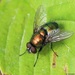 Marsh Greenbottle Fly - Photo (c) AfroBrazilian, some rights reserved (CC BY-SA)