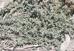 Atriplex glauca