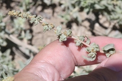Atriplex glauca