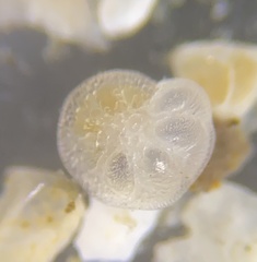 Gavelinopsis praegeri