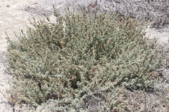 Atriplex glauca