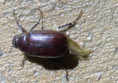 Phyllophaga anxia