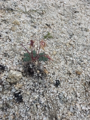 Dicentra peregrina