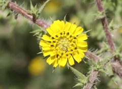 Centromadia parryi australis
