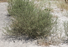 Centromadia parryi australis