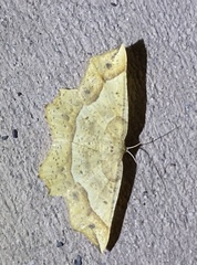 Euchlaena tigrinaria